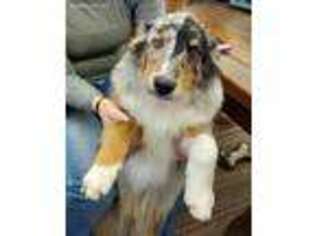 Australian Shepherd Puppy for sale in Clayton, IL, USA