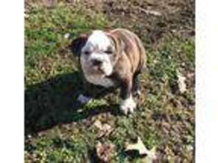 Olde English Bulldogge Puppy for sale in Dawson Springs, KY, USA