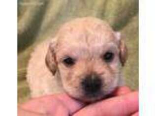 Cavachon Puppy for sale in Claypool, IN, USA