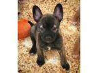 Mutt Puppy for sale in Salem, NJ, USA