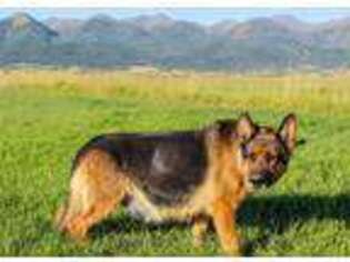 German Shepherd Dog Puppy for sale in Westcliffe, CO, USA
