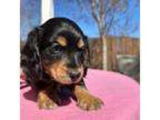 Dachshund Puppy for sale in Alpine, CA, USA