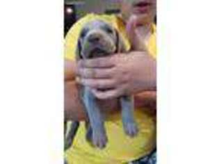 Weimaraner Puppy for sale in Dallas, TX, USA