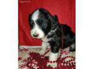Mutt Puppy for sale in Mechanicsburg, OH, USA