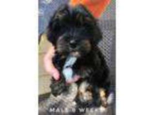 Yorkshire Terrier Puppy for sale in Georgetown, TX, USA