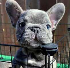 French Bulldog Puppy for sale in Roosevelt, UT, USA