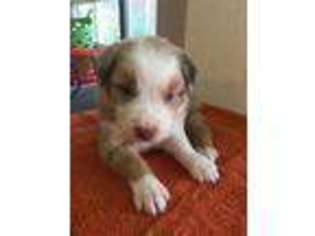 Australian Shepherd Puppy for sale in Madison, OH, USA