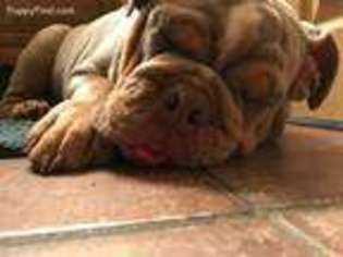 Bulldog Puppy for sale in New Albany, IN, USA