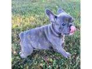 French Bulldog Puppy for sale in Bardstown, KY, USA