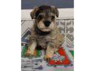 Mutt Puppy for sale in Ogema, MN, USA
