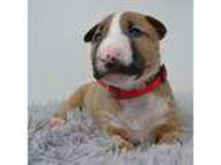 Bull Terrier Puppy for sale in Yucaipa, CA, USA