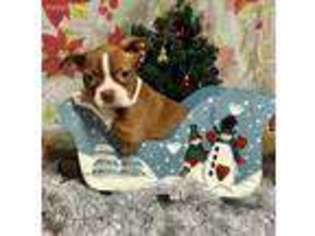 Boston Terrier Puppy for sale in Coulterville, IL, USA