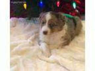 Miniature Australian Shepherd Puppy for sale in Lexington, NE, USA