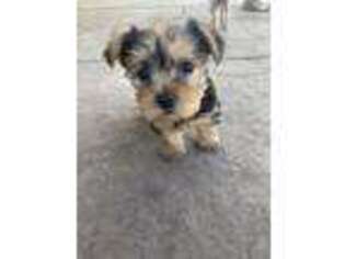 Yorkshire Terrier Puppy for sale in Rosamond, CA, USA