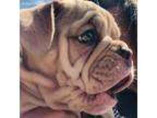 Olde English Bulldogge Puppy for sale in Costa Mesa, CA, USA