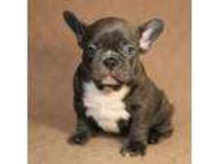 French Bulldog Puppy for sale in Calhoun, GA, USA