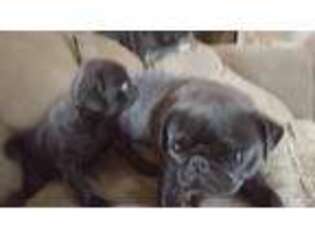 Pug Puppy for sale in Grants Pass, OR, USA
