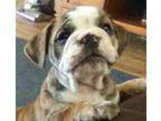 Bulldog Puppy for sale in Maryville, TN, USA
