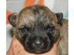 Cairn Terrier Puppy for sale in Moncks Corner, SC, USA