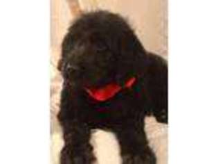 Labradoodle Puppy for sale in Sycamore, GA, USA