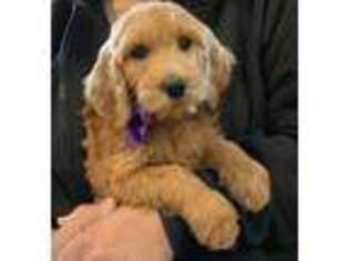 Goldendoodle Puppy for sale in Mason City, IL, USA