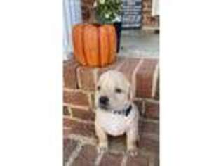 Labrador Retriever Puppy for sale in Loganville, GA, USA