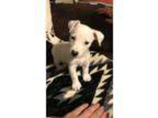 Jack Russell Terrier Puppy for sale in Chino, CA, USA