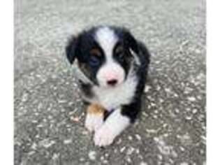 Miniature Australian Shepherd Puppy for sale in Port Orange, FL, USA