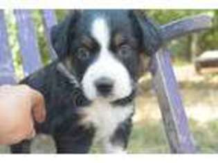 Miniature Australian Shepherd Puppy for sale in Eugene, OR, USA