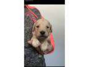 Goldendoodle Puppy for sale in Deer River, MN, USA