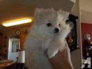 Pomeranian Puppy for sale in YAKIMA, WA, USA