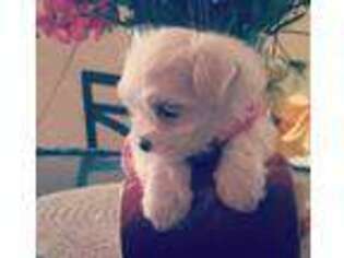 Maltese Puppy for sale in Orlando, FL, USA