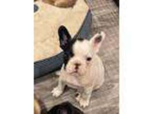 French Bulldog Puppy for sale in Miller, SD, USA