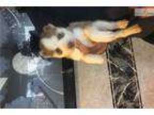 Siberian Husky Puppy for sale in Lawrence, KS, USA