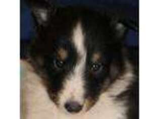 Shetland Sheepdog Puppy for sale in Berkeley Springs, WV, USA