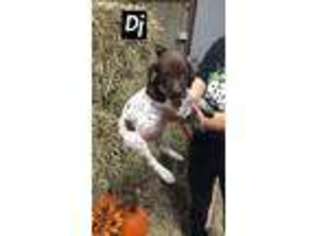 German Shorthaired Pointer Puppy for sale in De Graff, OH, USA