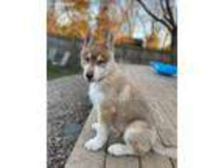 Siberian Husky Puppy for sale in New York Mills, NY, USA