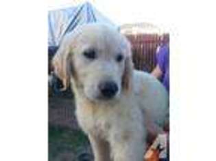 Golden Retriever Puppy for sale in CIBOLO, TX, USA