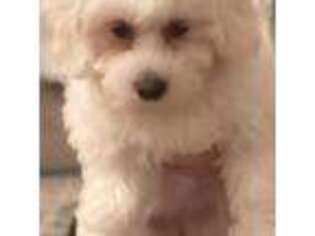 Bichon Frise Puppy for sale in Piedmont, SC, USA