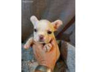 Mutt Puppy for sale in Moro, IL, USA
