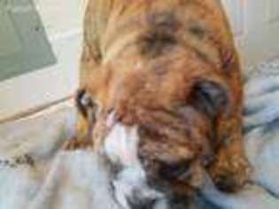 Bulldog Puppy for sale in Mansfield, MO, USA