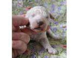 Mutt Puppy for sale in Viola, DE, USA