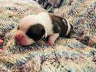 Olde English Bulldogge Puppy for sale in Ludowici, GA, USA