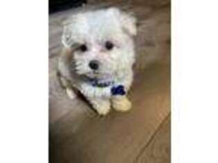 Maltese Puppy for sale in Dalton, GA, USA