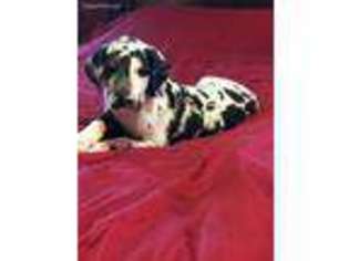 Medium Photo #1 Great Dane Puppy For Sale in Scottsdale, AZ, USA