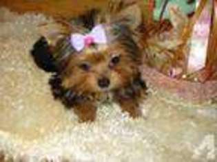 Yorkshire Terrier Puppy for sale in OTSEGO, MN, USA