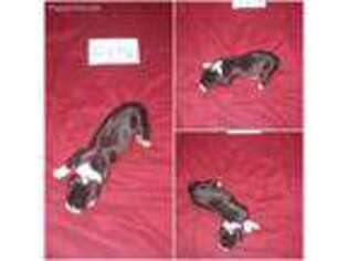 Great Dane Puppy for sale in Winlock, WA, USA