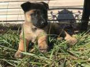 Belgian Malinois Puppy for sale in West Plains, MO, USA