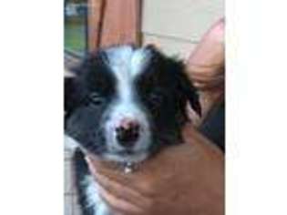 Border Collie Puppy for sale in Wills Point, TX, USA