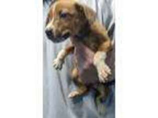 Mutt Puppy for sale in OWENSBORO, KY, USA